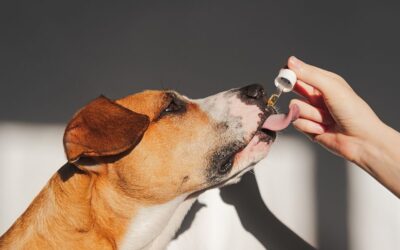 Hemp Seed Oil for Dogs: A Natural Solution for Your Pet’s Health
